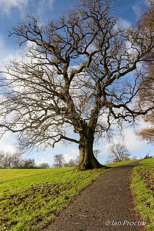 Tree on the Hill - Portrait - County Antrim