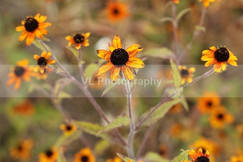 An Orange Flower. - Plants and Trees