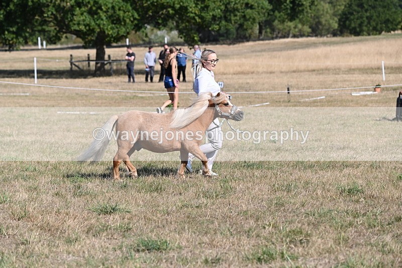 WJ6_7260 - Class 33 Rescue Pony