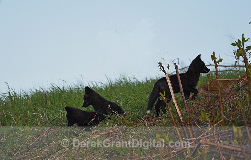 Vulpes Vulpes Rare three 3 Black Silver Fox Kits at Play - Mammals, Reptiles & Amphibians