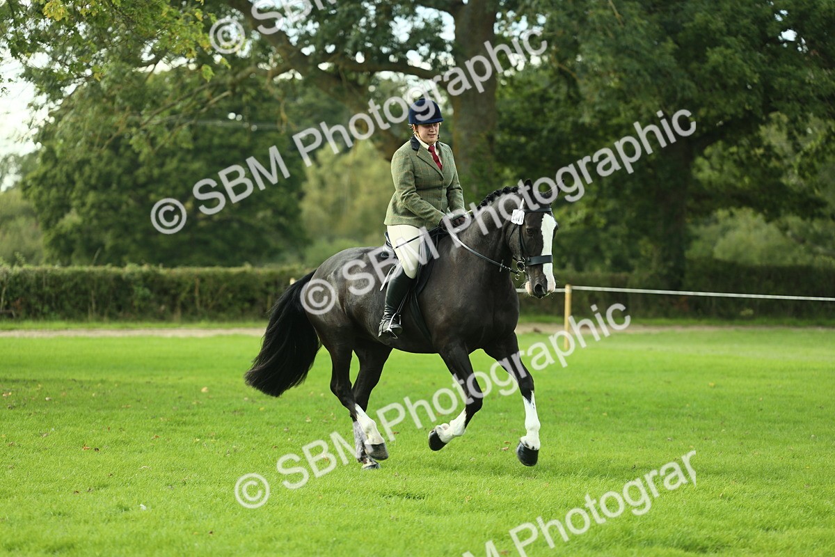 SBM_50678 - S33 - Working Hunter & Working Show Horse