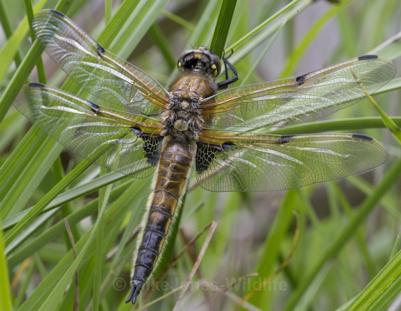  - DRAGONFLY & DAMSELFLY GALLERY
