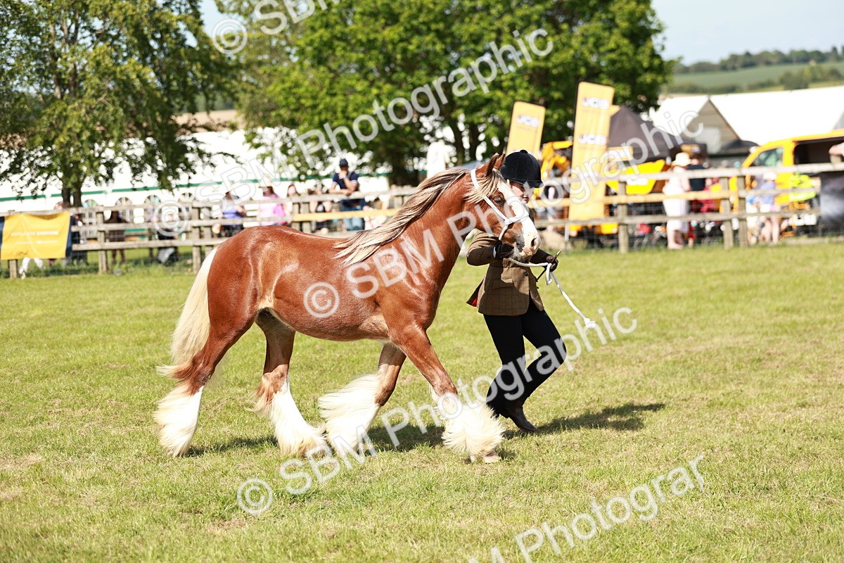 SBM_08635 - Class 63-65 - Traditional Gypsy Cobs In Hand & Ridden