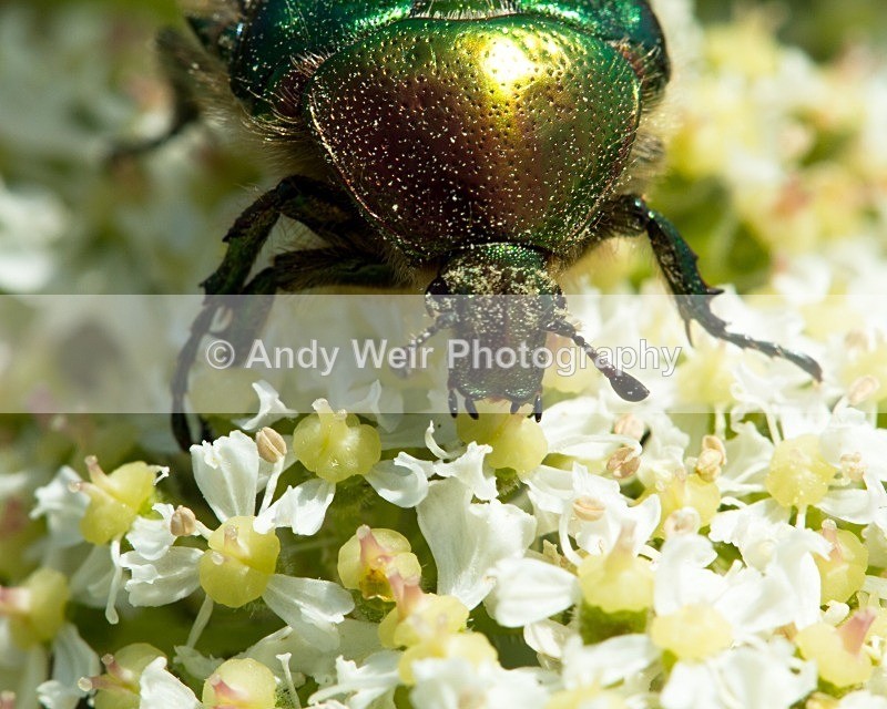20110614-IMG_5788 - Insects