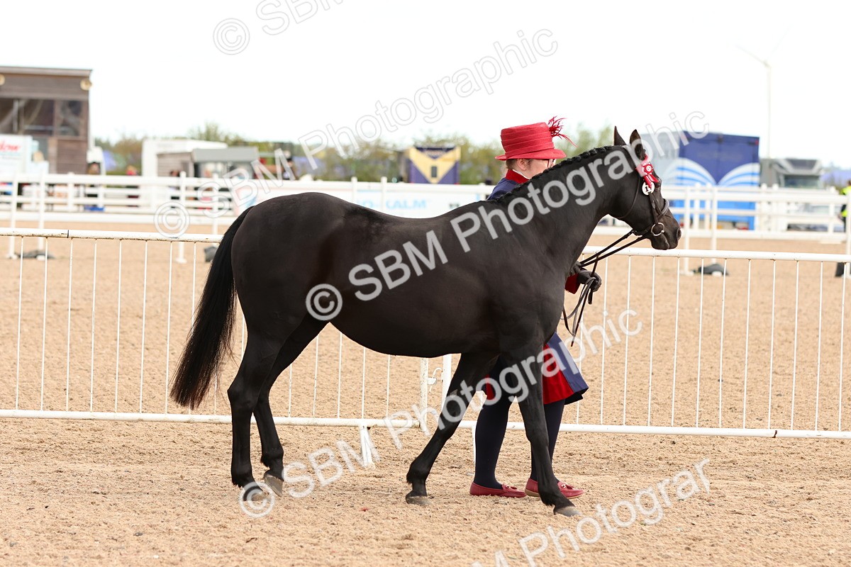 SBM_10173 - Class 205 - IH Show Pony - Show Hunter Pony