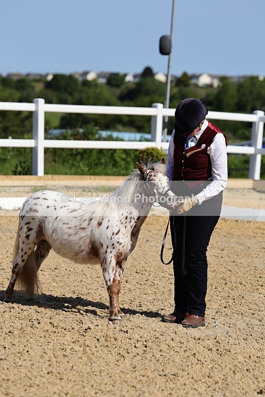 1X9A0676 - Class 3: Youngstock 1, 2, 3 year old not to exceed 153cm