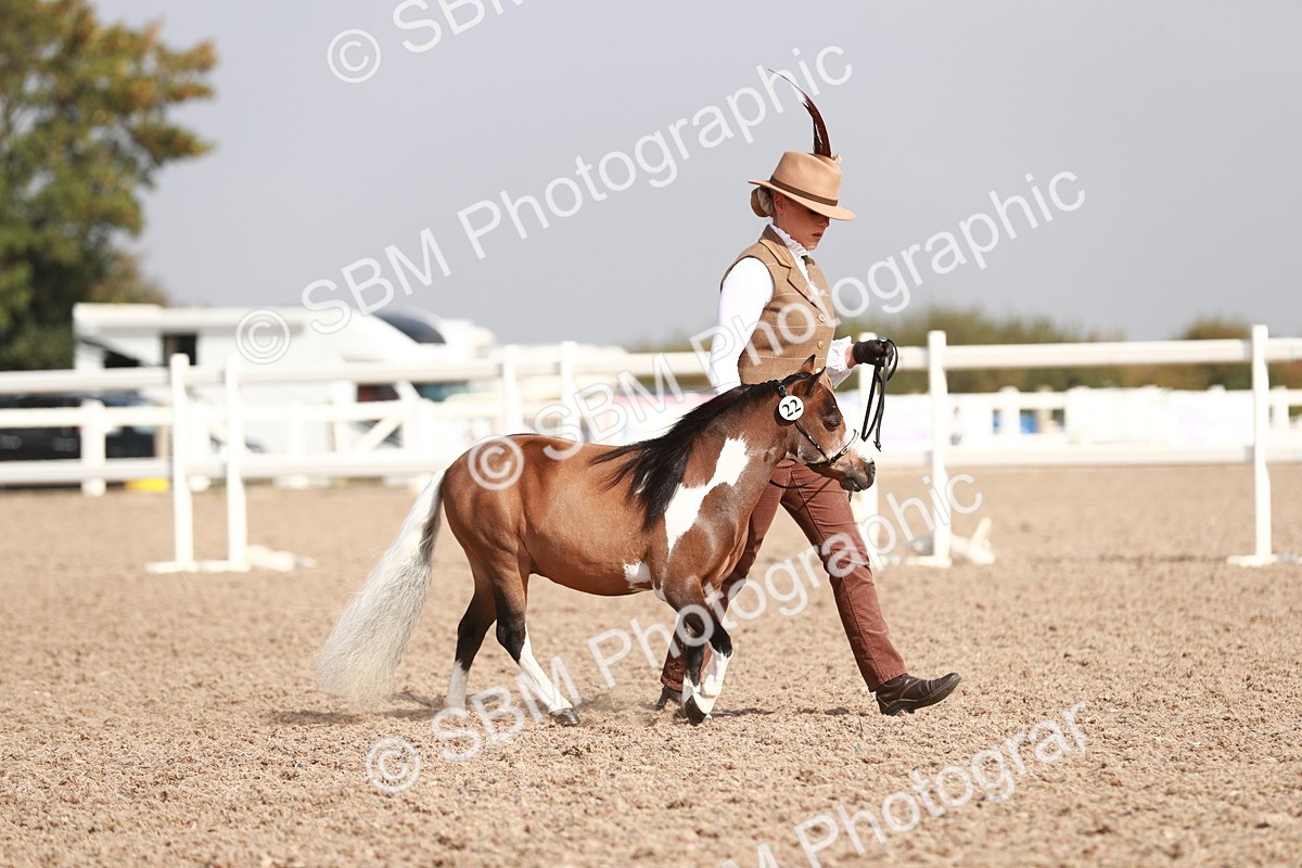 SBM_11755 - Class 206 IH Non Show Type Pony