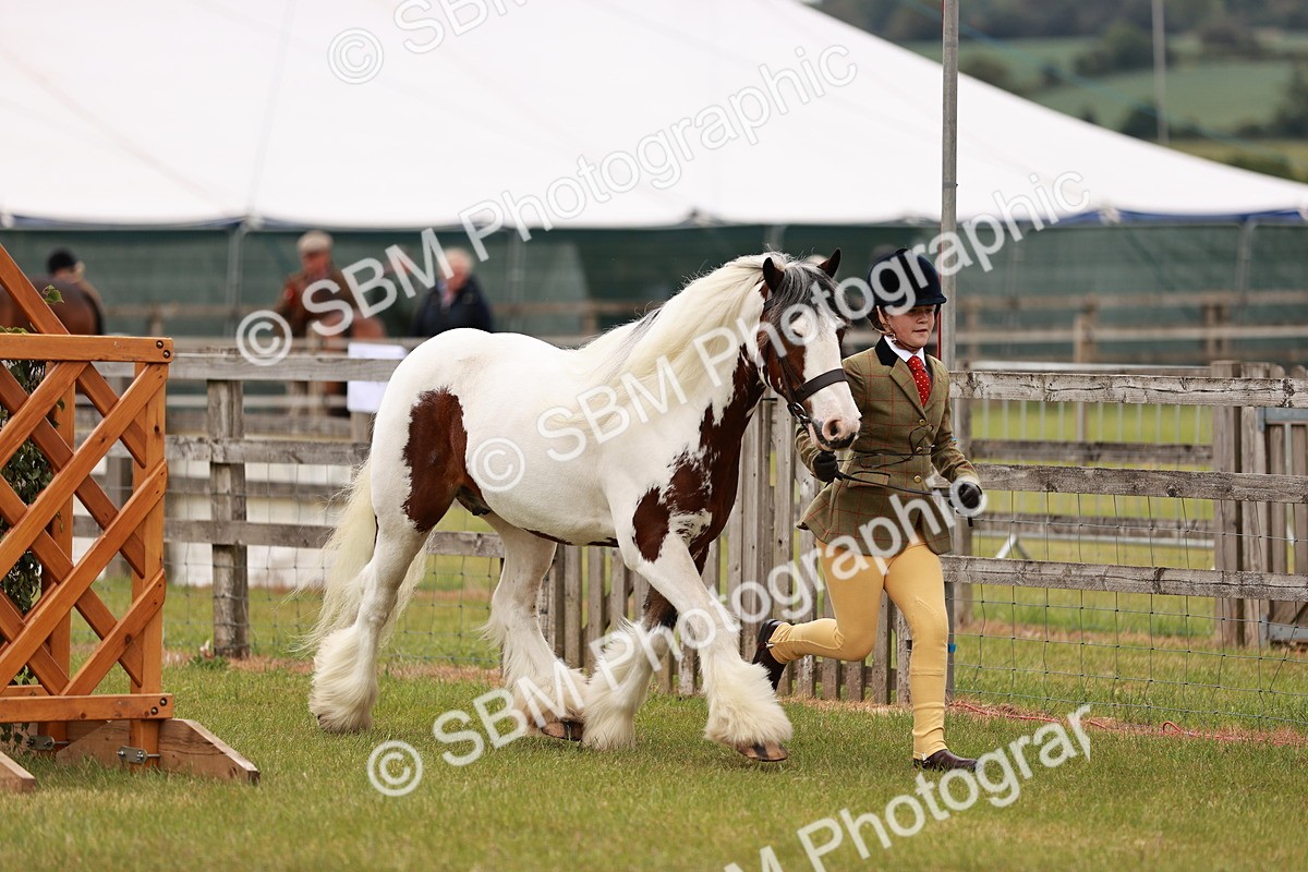SBM_06033 - Class 39-41 TGCA In Hand and Ridden