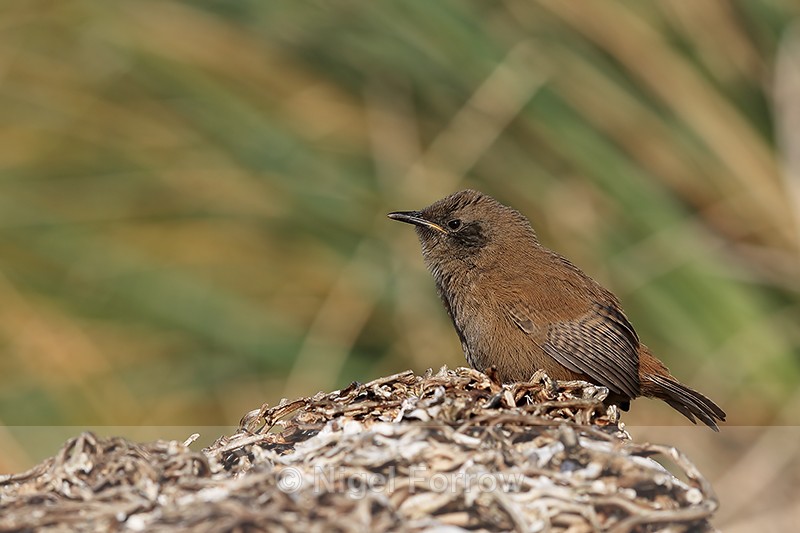 Cobb's Wren, Carcass Island, Falkland Islands - Cobb's Wren