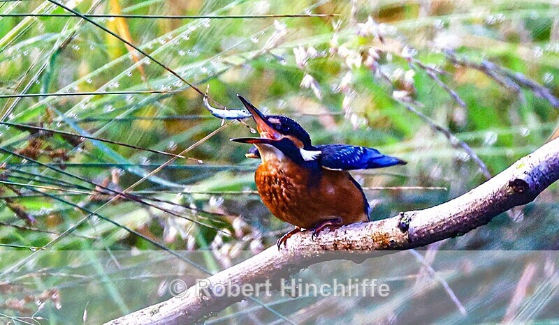 Kingfisher - United Kingdom