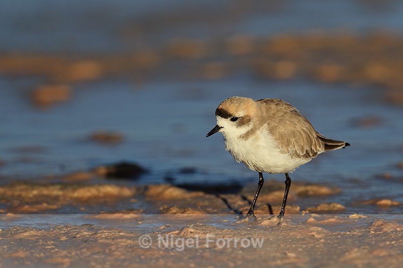 Puna Plover, Chaxa, Atacama, Chile - Puna Plover