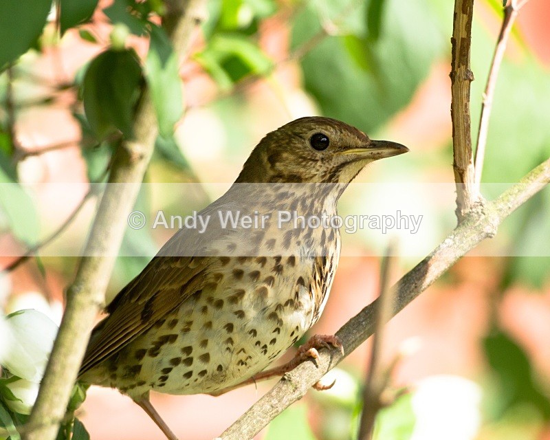 20110530-IMG_5524 - Thrushes