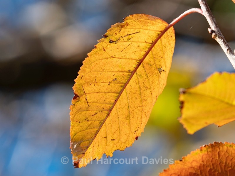 Wild Cherry (Prunus avium) - Autumn Colours 2020