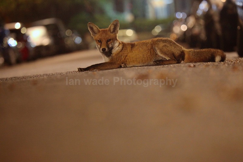 Urban fox, Bristol, Wildlife Photography_0031 - Urban Foxes, Bristol, Great Britain