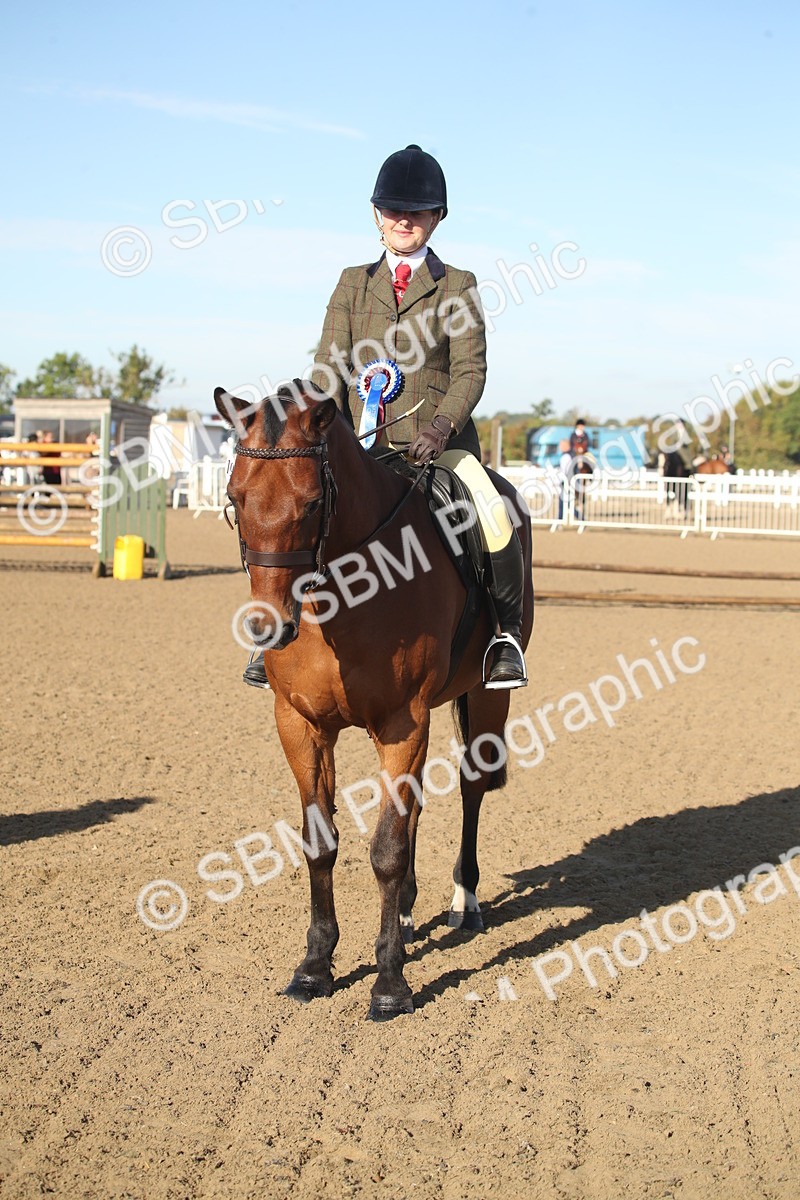 SBM_11584 - Class 502 - Riding Club Horse