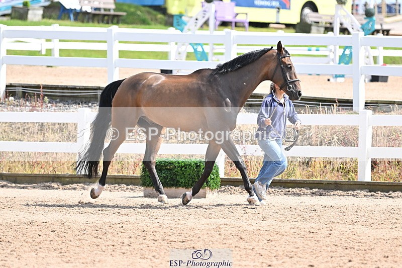 240717A-152557-02817 - Trot Up 3pm to 4pm