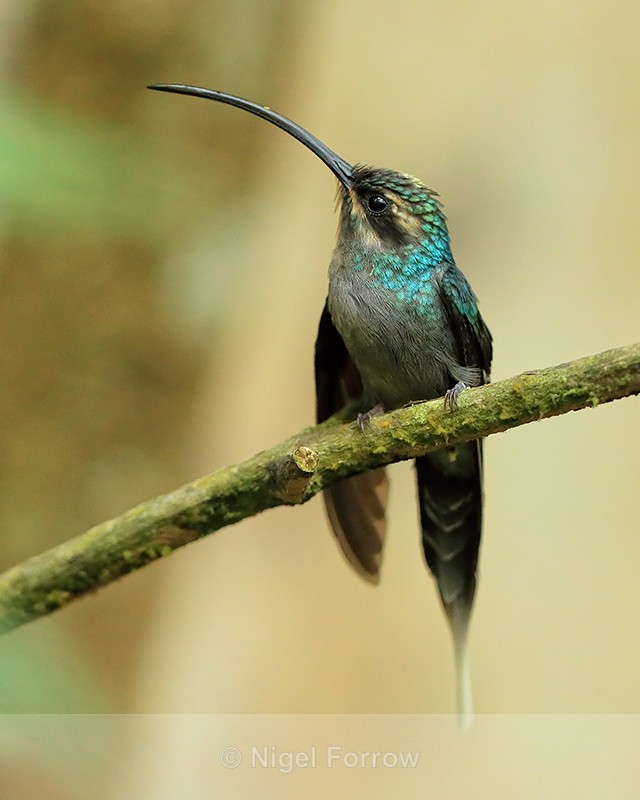 Green Hermit (female) perched, Costa Rica - Green Hermit