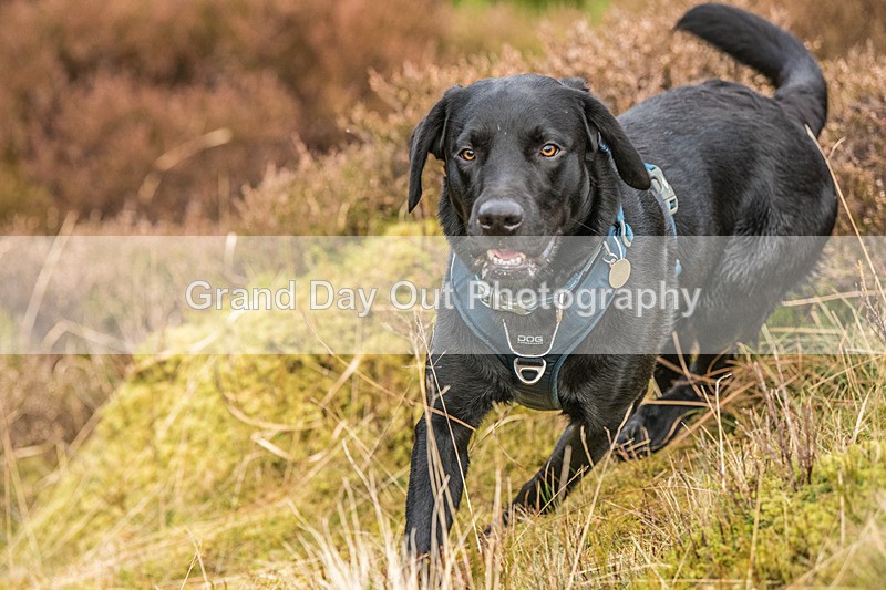 Blake Fell-996 - Blake Fell Race Saturday 25th January 2025