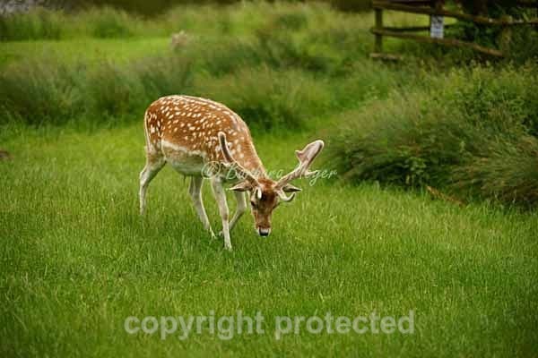 Fallow Deer stag grazing - Bradgate Park - Bradgate Park
