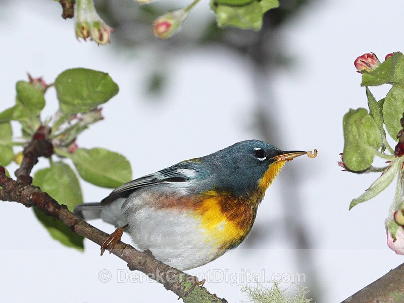 Setophaga americana (male) - Birds of Atlantic Canada