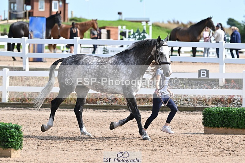 240717A-160844-03323 - Trot Up 4pm to 5pm