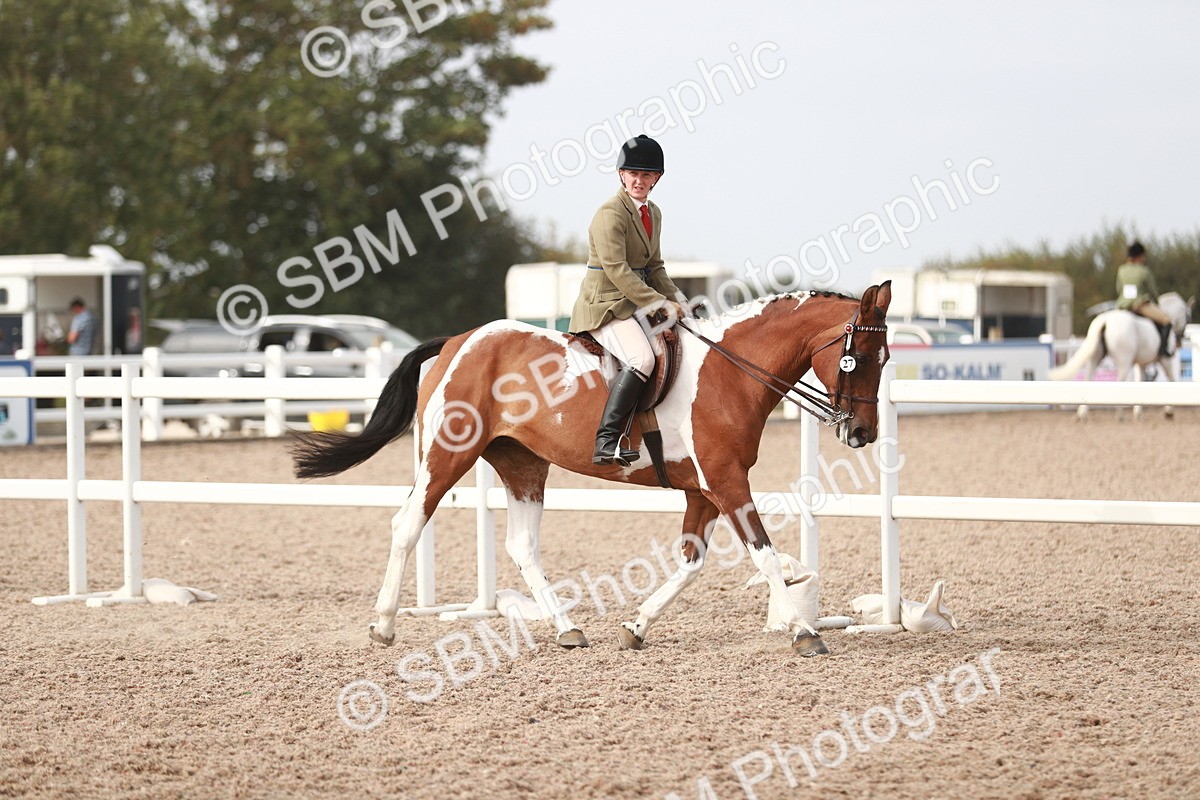 SBM_17447 - Class 215 Ridden Hack/ Riding Horse