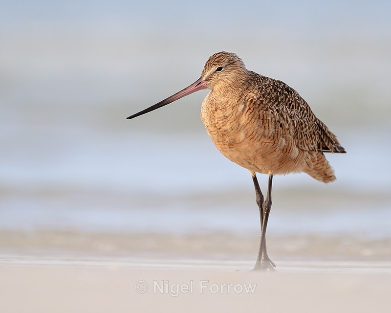 Marbled Godwit pauses on beach, Fort De Soto Park, Florida - Marbled Godwit