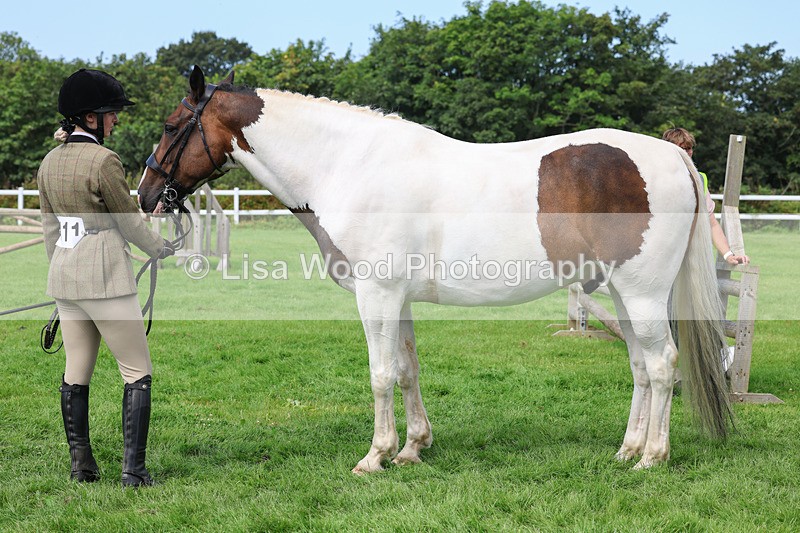 3E7A8759 - Class 5: Working Show Horse