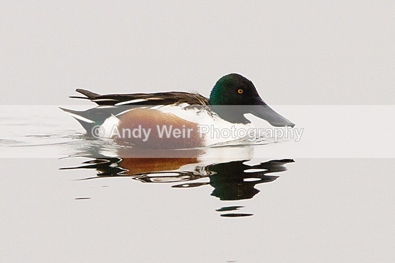 20120212-_MG_8604 - Shoveler