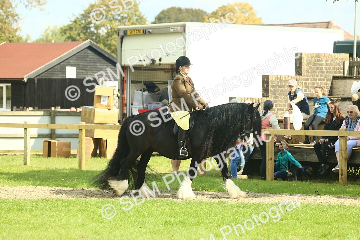 SBM_66390 - S34 - Rehabilitated Rescue Horse & Pony In Hand & Ridden