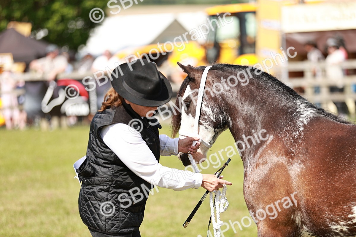 SBM_08602 - Class 63-65 - Traditional Gypsy Cobs In Hand & Ridden
