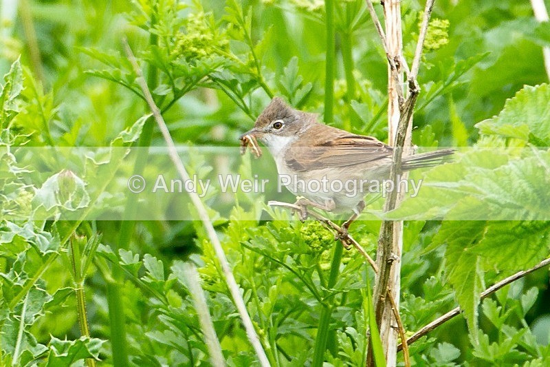 20120605-_MG_0223 - Whitethroat