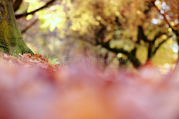  - Woodland scenes & flowers