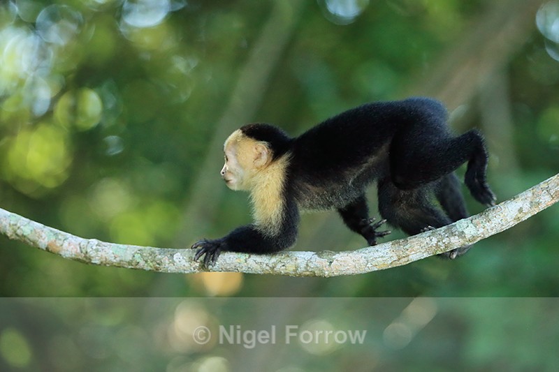 Capuchin monkey running on branch, Panama - Monkey
