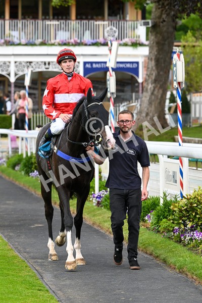 310525-Race 5-Frankies Dream-9905 - Race 5 3.50pm Reg Bond Always And Forever Handicap