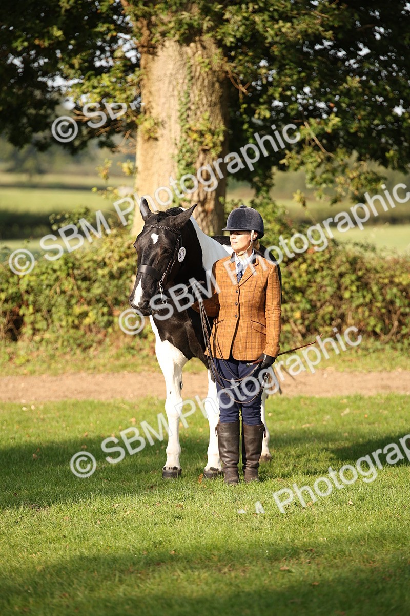 SBM_58772 - S51 - Piebald & Skewbald Horse In Hand
