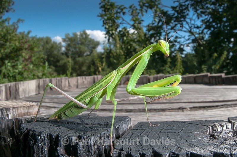  - Bugs: Macro insects