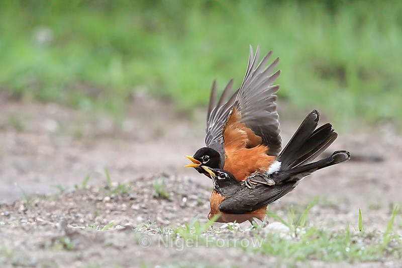 American Robins mating, Minnesota, USA - American Robin