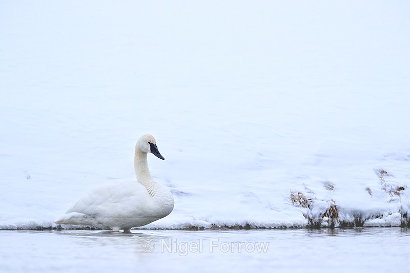 Trumpeter Swan standing, Madison River, Yellowstone National Park - Trumpeter Swan