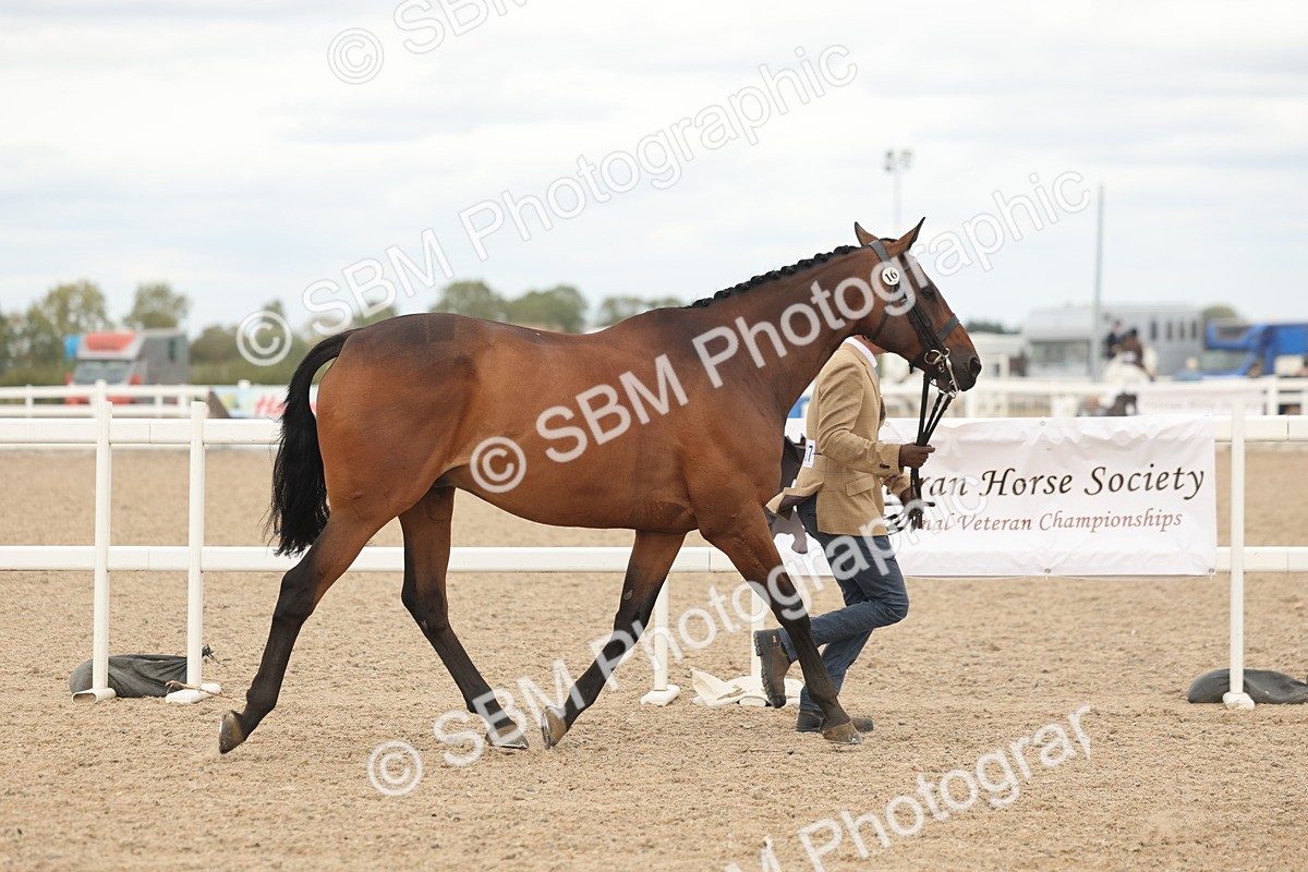 SBM_17170 - Class 313 - IH Retired Racehorse