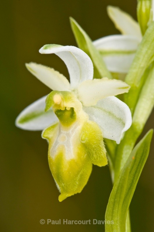 Tyrhennian Ophrys (Ophrys tyrrhena) - Orchids - Ophrys