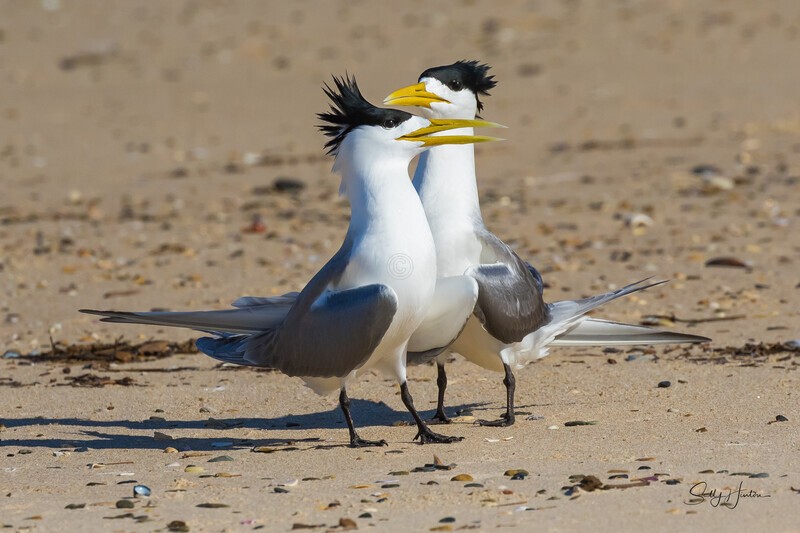 Love Dance 23 - Crested Terns