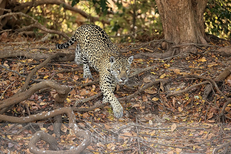 Female Jaguar moves down bank looking for Caiman, Corixo Negro, Brazil - Jaguar