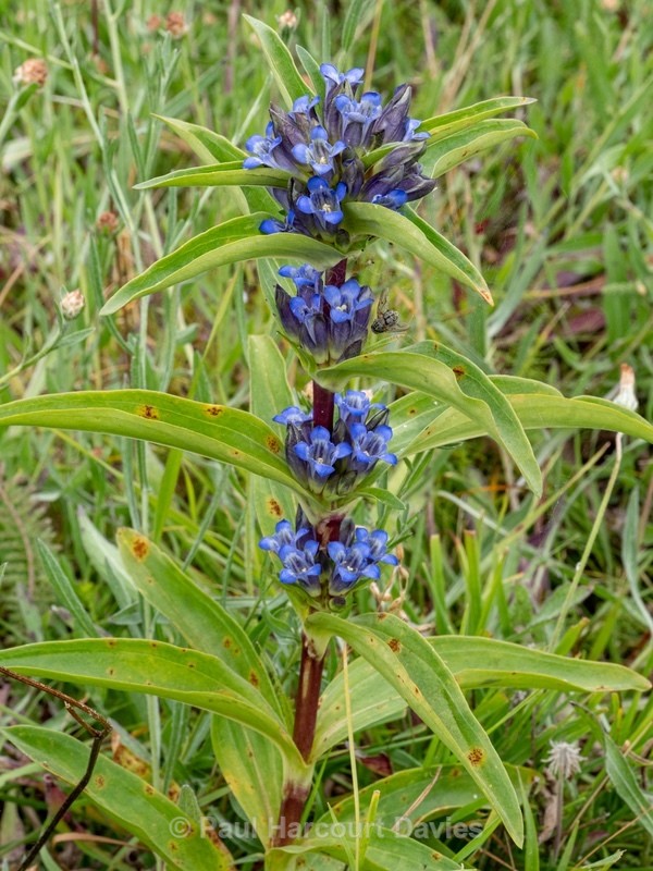 Cross Gentian (Gentiana cruciata) - Gargano - Wild Flowers