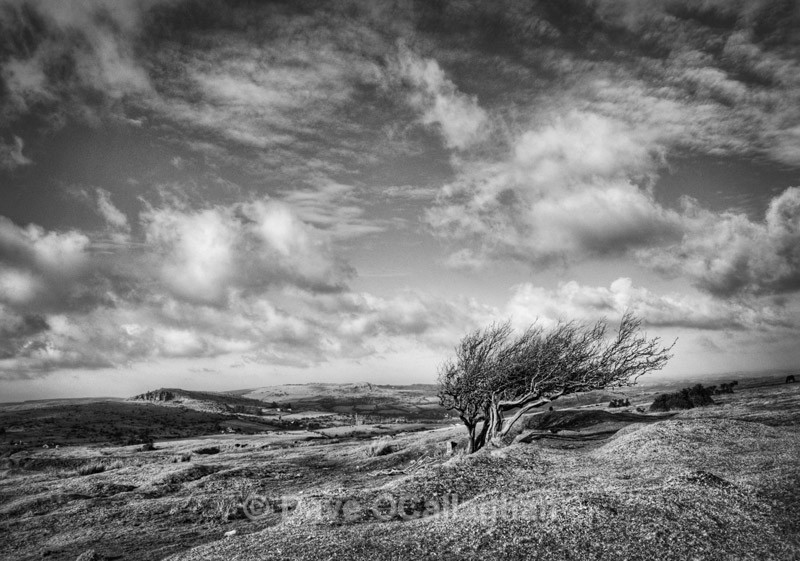 Windswept