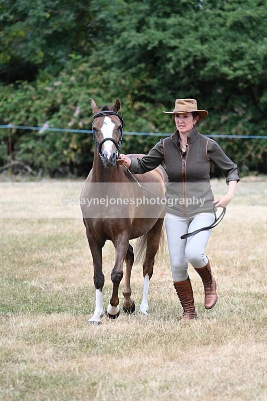 WJ7_1526 - Class 4 Prettiest Mare up to 14.2hh in hand