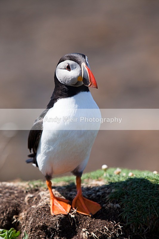 20120531-_MG_9992 - Puffin