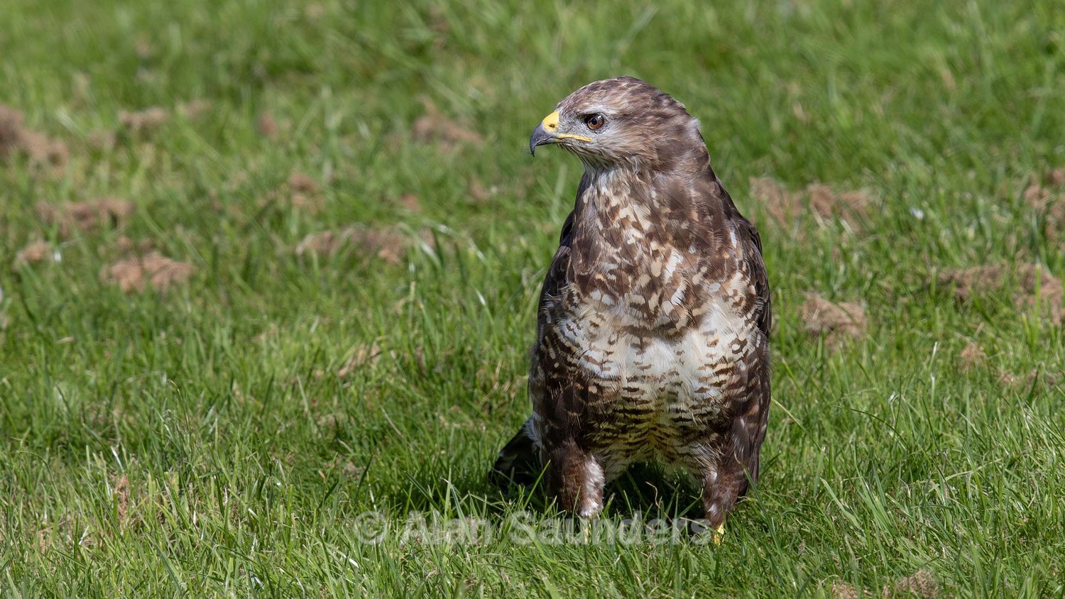 Common Buzzard 1