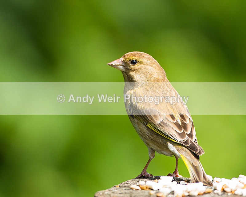 20130609-_MG_3976 - Greenfinch