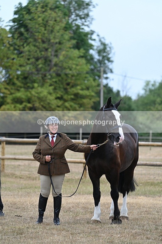 WJ7_9750 - Class 5a Most Handsome Gelding (above 14.2hh)
